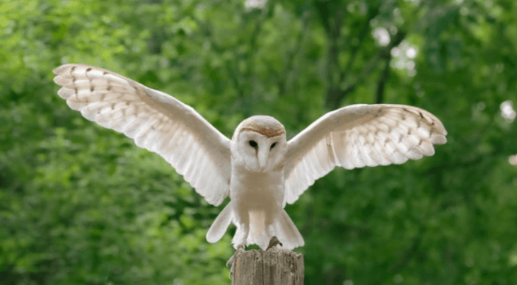 Beautiful:4bxzxyan9c0= Barn Owl