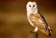 Beautiful:4bxzxyan9c0= Barn Owl