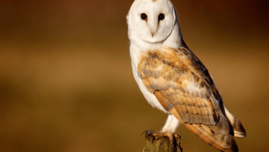 Beautiful:4bxzxyan9c0= Barn Owl