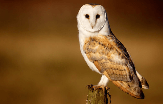 Beautiful:4bxzxyan9c0= Barn Owl