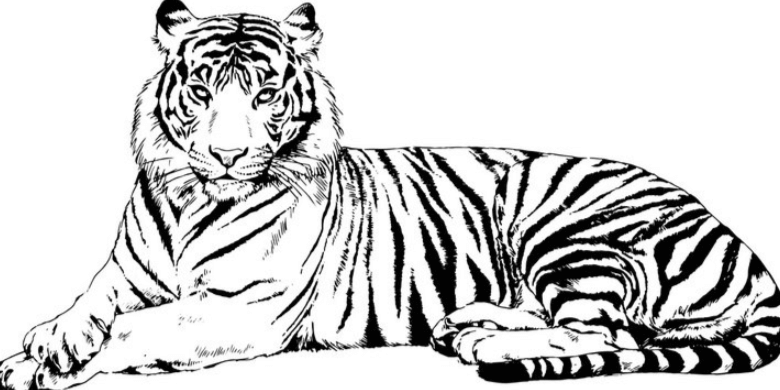 Drawing:Xms2zhd83gq= Tiger