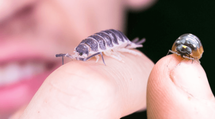 Cute:Gnfmwlgdez8= Isopod