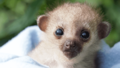 Baby:3qybq8xzr4g= Kinkajou