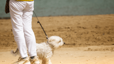 Traveling with Pets: Tips for Booking Beach Rentals in NC