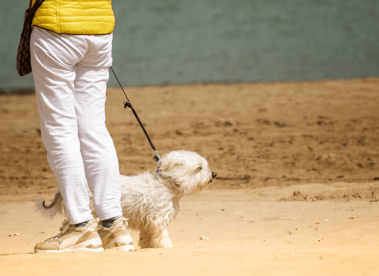 Traveling with Pets: Tips for Booking Beach Rentals in NC