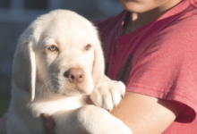 White Labradors