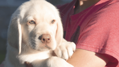 White Labradors