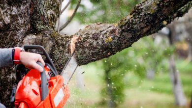 Reasons to Hire a Professional Tree Surgeon in Sale