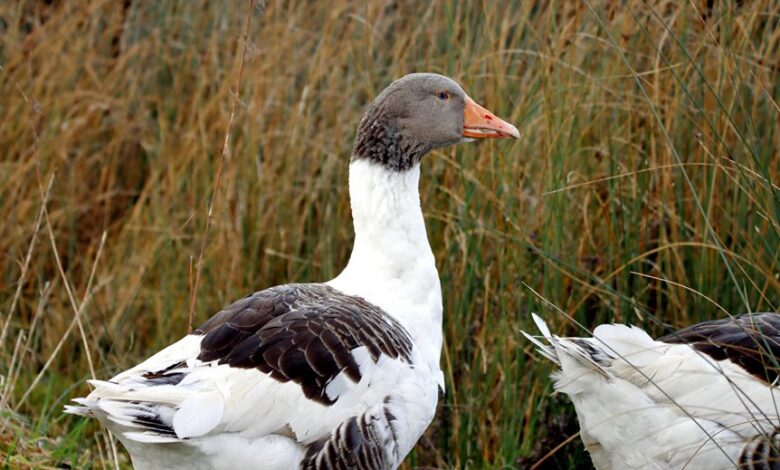 h maiz profile summary insights