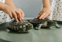 curious handle for exploration