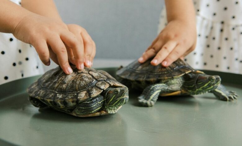 curious handle for exploration