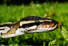 smart scaling performance analysis