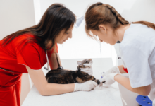 Advantages of Visiting Petbook Veterinary Clinic for Preventive Care