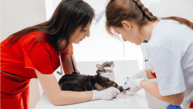 Advantages of Visiting Petbook Veterinary Clinic for Preventive Care