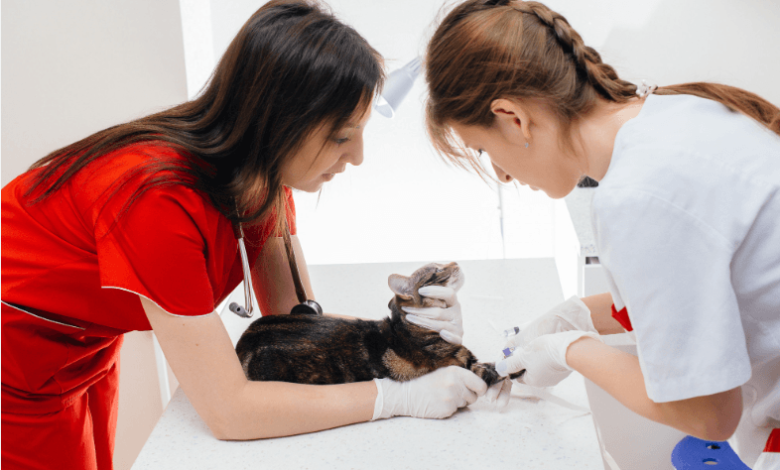 Advantages of Visiting Petbook Veterinary Clinic for Preventive Care